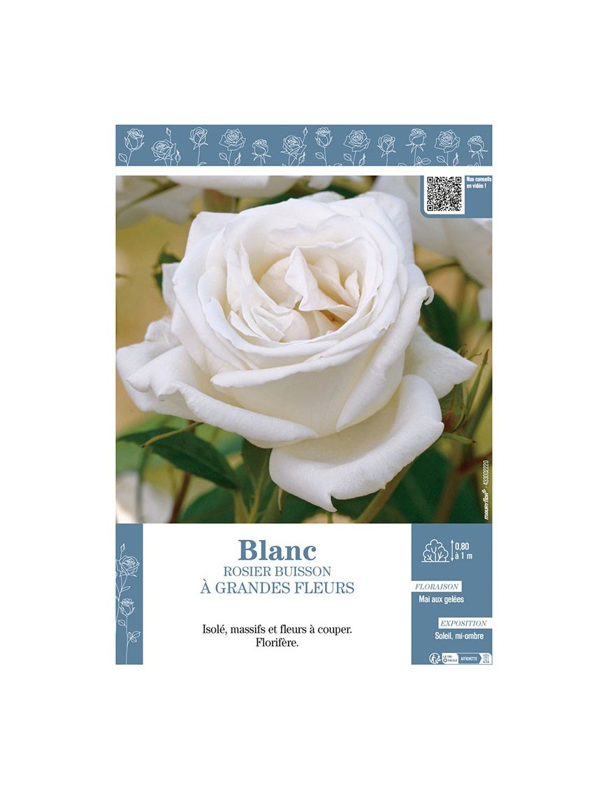 ROSIER BUISSON À GRANDES FLEURS (blanc)