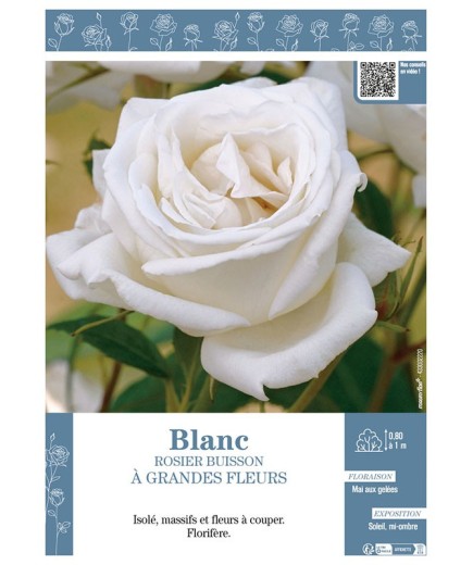 ROSIER BUISSON À GRANDES FLEURS (blanc)