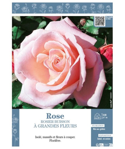 ROSIER BUISSON À GRANDES FLEURS (rose)