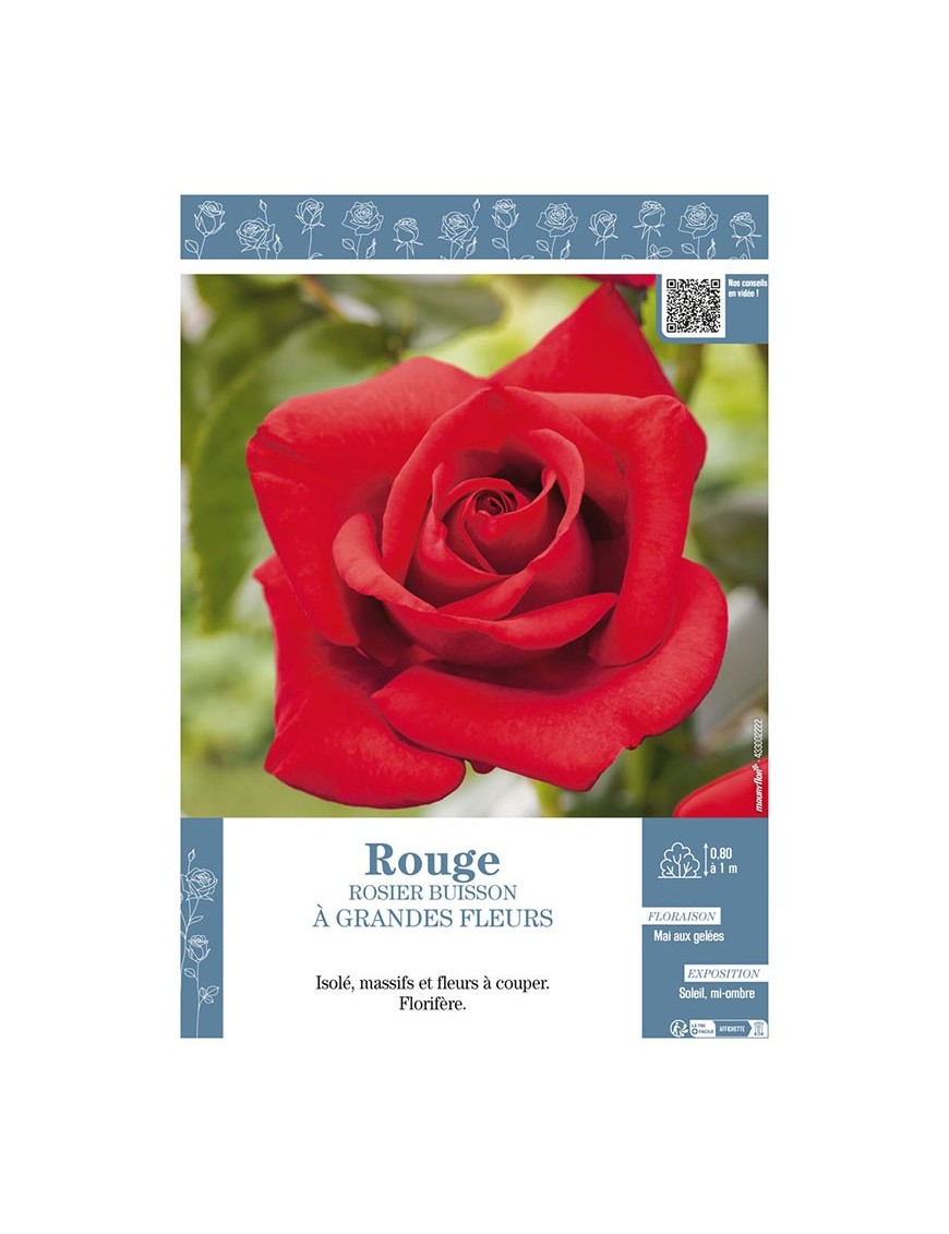 ROSIER BUISSON À GRANDES FLEURS (rouge)