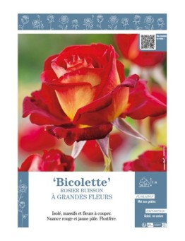 ROSIER BUISSON À GRANDES FLEURS BICOLETTE