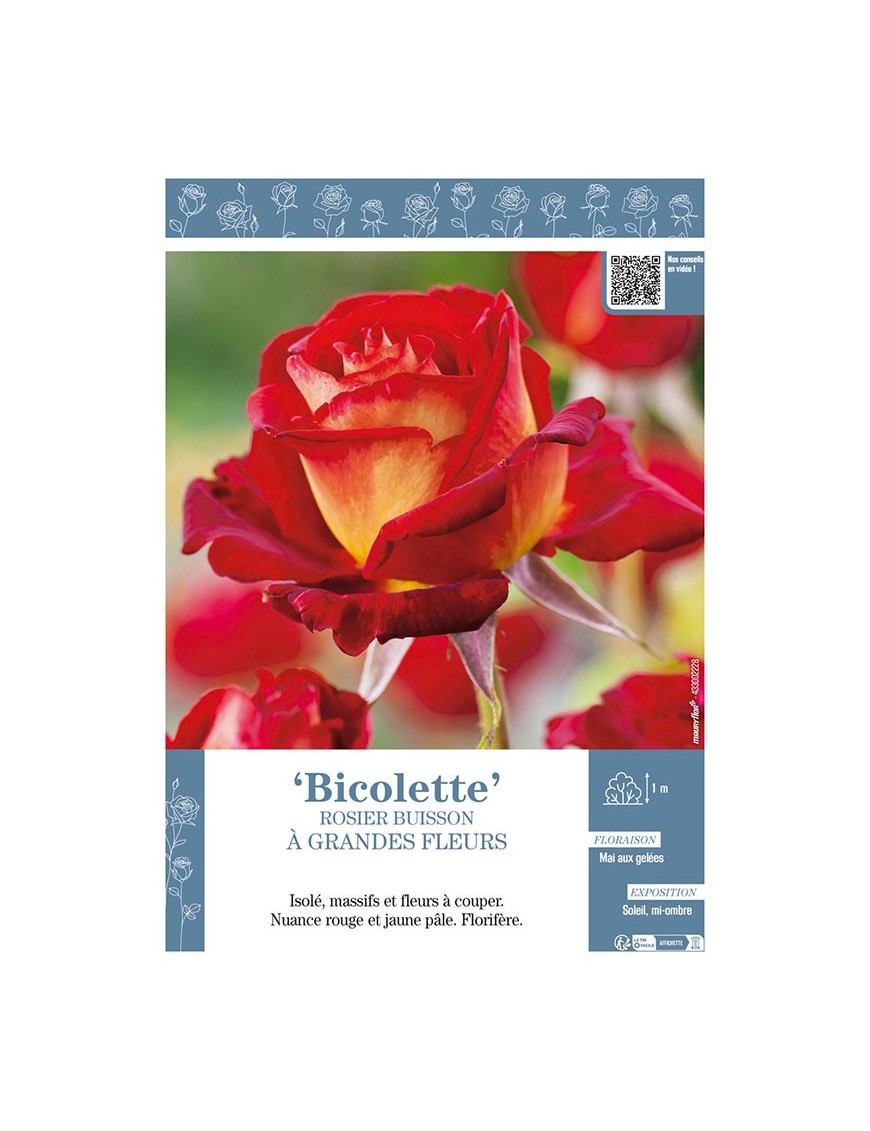 ROSIER BUISSON À GRANDES FLEURS BICOLETTE