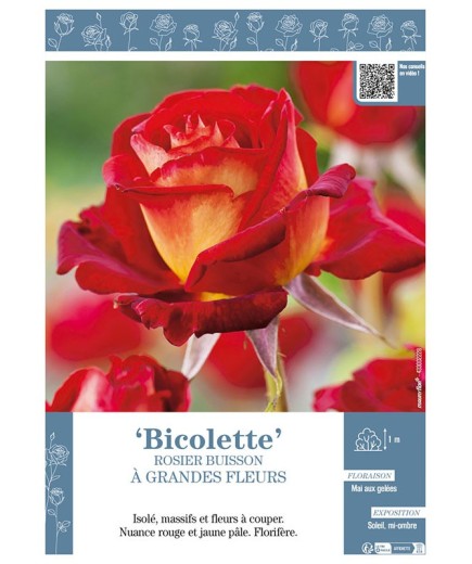 ROSIER BUISSON À GRANDES FLEURS BICOLETTE