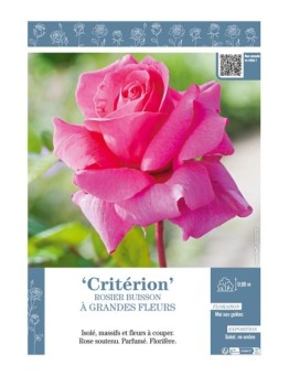 ROSIER BUISSON À GRANDES FLEURS CRITÉRION
