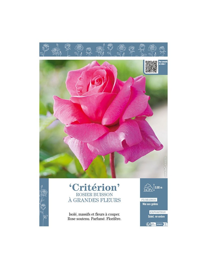 ROSIER BUISSON À GRANDES FLEURS CRITÉRION