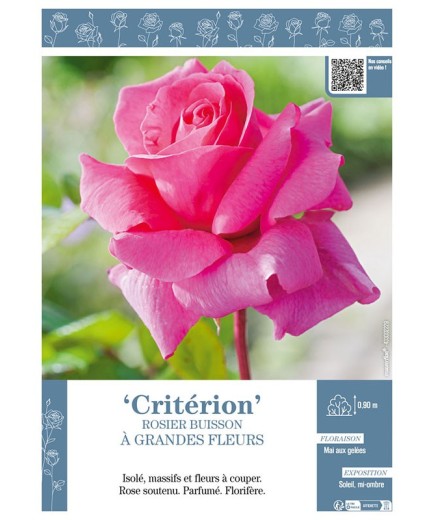 ROSIER BUISSON À GRANDES FLEURS CRITÉRION