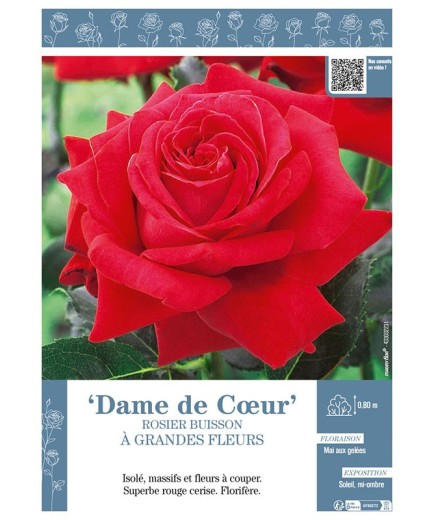 ROSIER BUISSON À GRANDES FLEURS DAME DE CŒUR