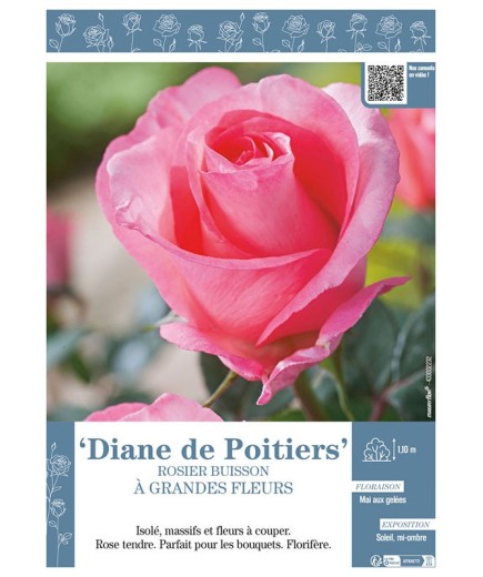 ROSIER BUISSON À GRANDES FLEURS DIANE DE POITIERS