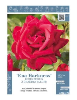 ROSIER BUISSON À GRANDES FLEURS ENA HARKNESS