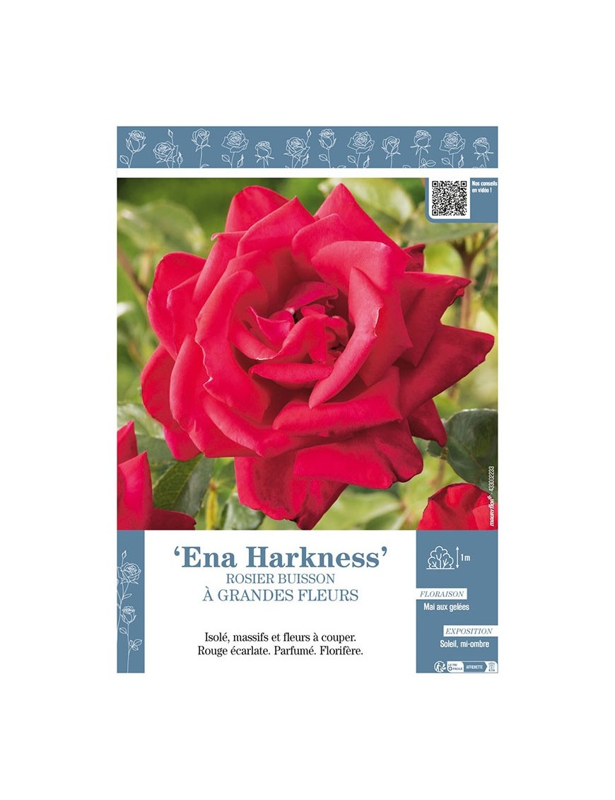 ROSIER BUISSON À GRANDES FLEURS ENA HARKNESS