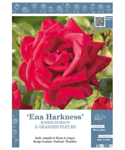 ROSIER BUISSON À GRANDES FLEURS ENA HARKNESS