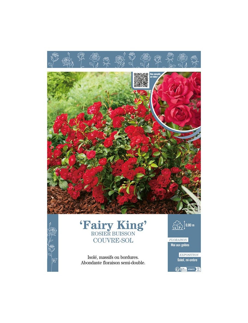 ROSIER BUISSON COUVRE-SOL FAIRY KING