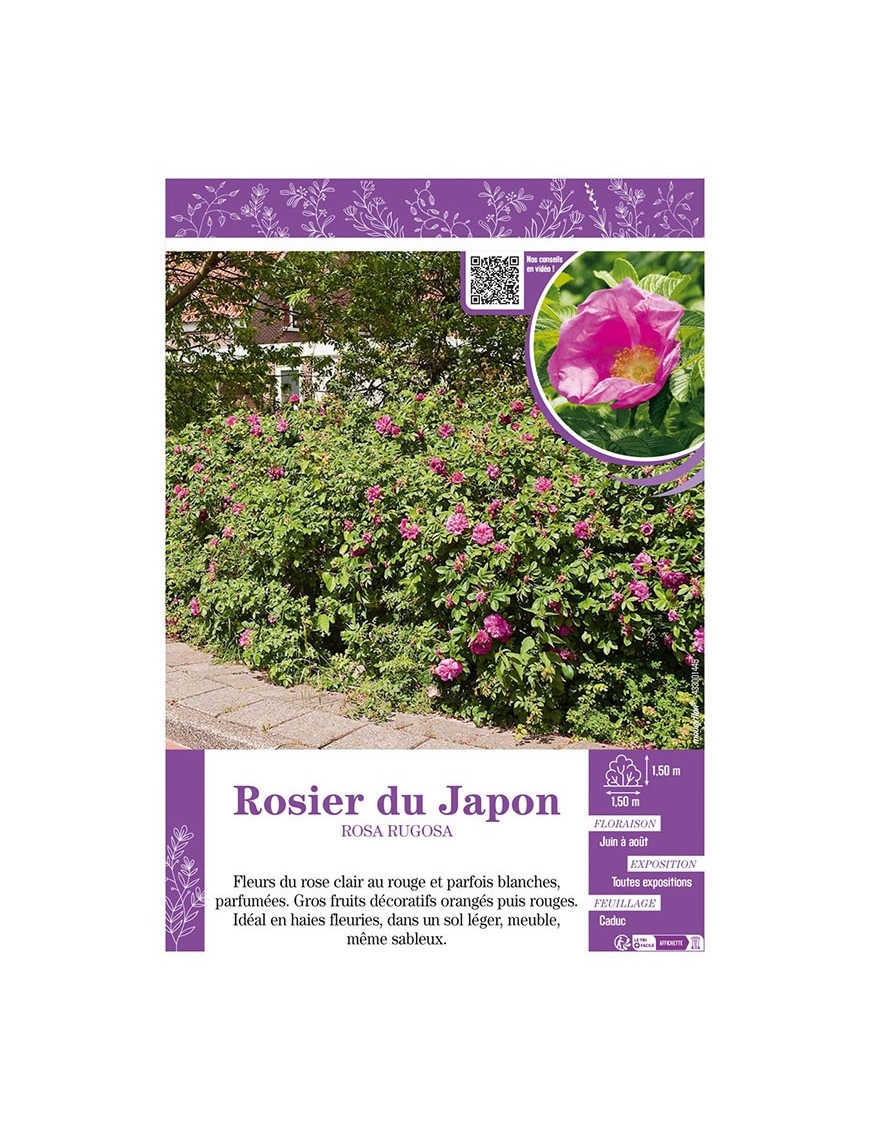 ROSIER DU JAPON ROSA RUGOSA