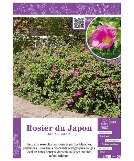 ROSIER DU JAPON ROSA RUGOSA