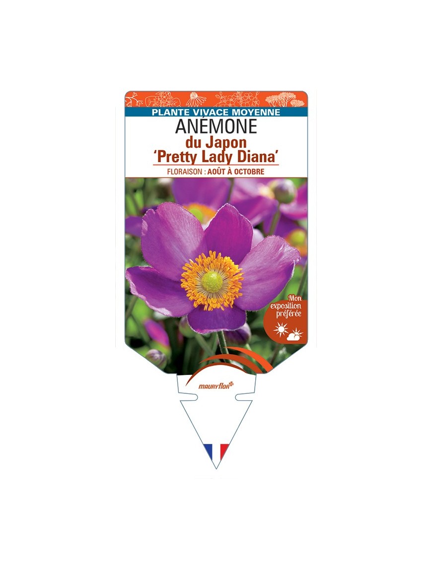 ANEMONE hupehensis Pretty Lady Diana voir Anémone du Japon