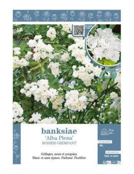 ROSIER GRIMPANT BANKSIAE ALBA PLENA