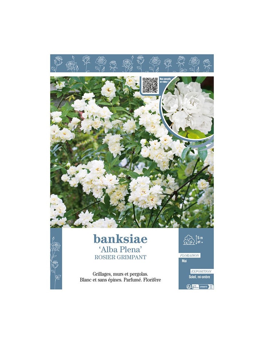 ROSIER GRIMPANT BANKSIAE ALBA PLENA