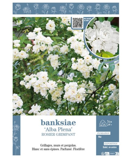 ROSIER GRIMPANT BANKSIAE ALBA PLENA
