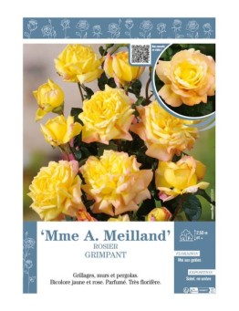 ROSIER GRIMPANT Mme A. Meilland