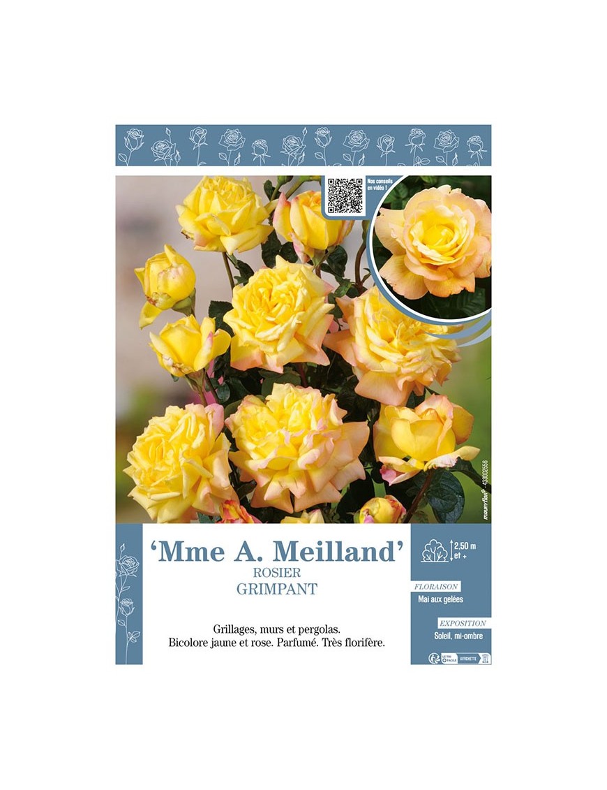 ROSIER GRIMPANT Mme A. Meilland