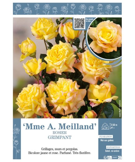 ROSIER GRIMPANT Mme A. Meilland