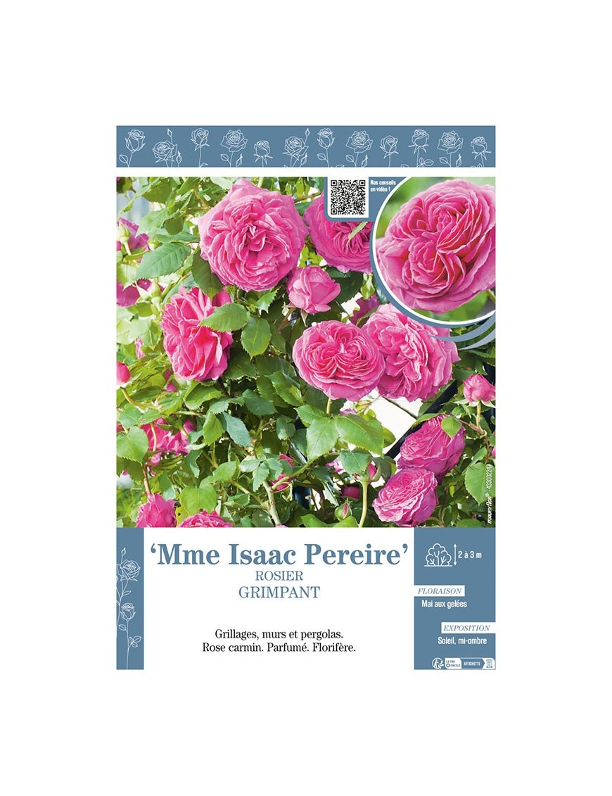 ROSIER GRIMPANT Mme ISAAC PEREIRE