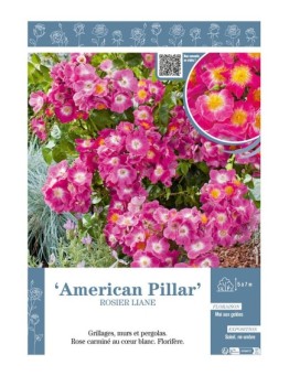 ROSIER LIANE AMERICAN PILAR