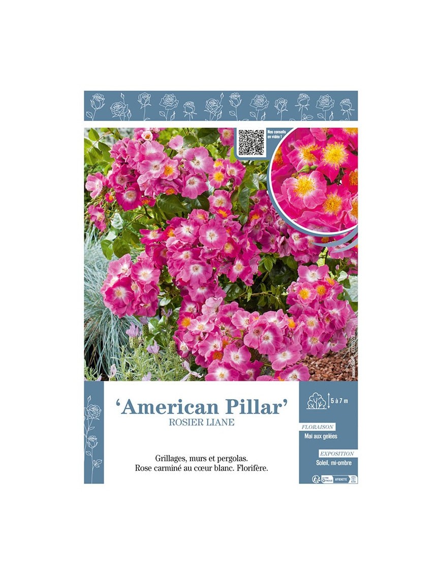 ROSIER LIANE AMERICAN PILAR