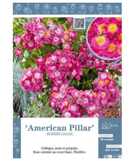 ROSIER LIANE AMERICAN PILAR