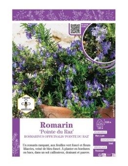 ROSMARINUS OFFICINALIS POINTE DU RAZ voir ROMARIN