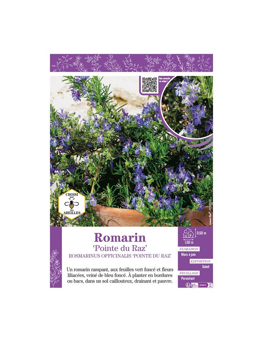 ROSMARINUS OFFICINALIS POINTE DU RAZ voir ROMARIN