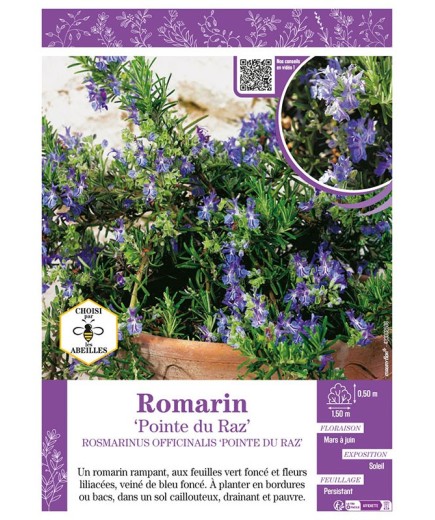 ROSMARINUS OFFICINALIS POINTE DU RAZ voir ROMARIN