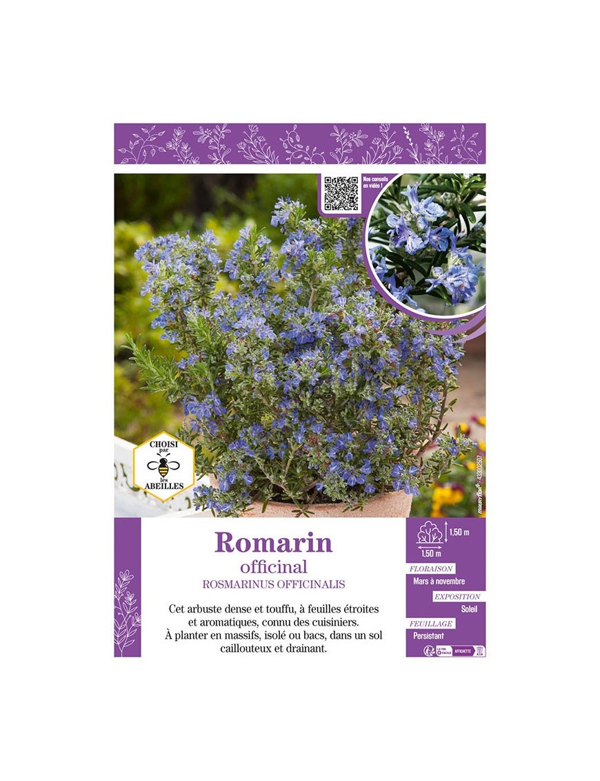 ROSMARINUS OFFICINALIS voir ROMARIN OFFICINAL
