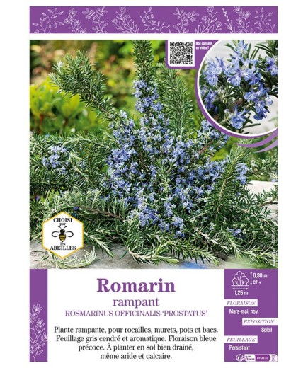 ROSMARINUS OFFICINALIS PROSTRATUS voir ROMARIN RAMPANT