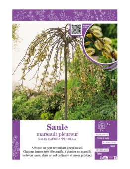 SALIX CAPREA PENDULA (À CHATONS) voire Saule Marsault pleureur