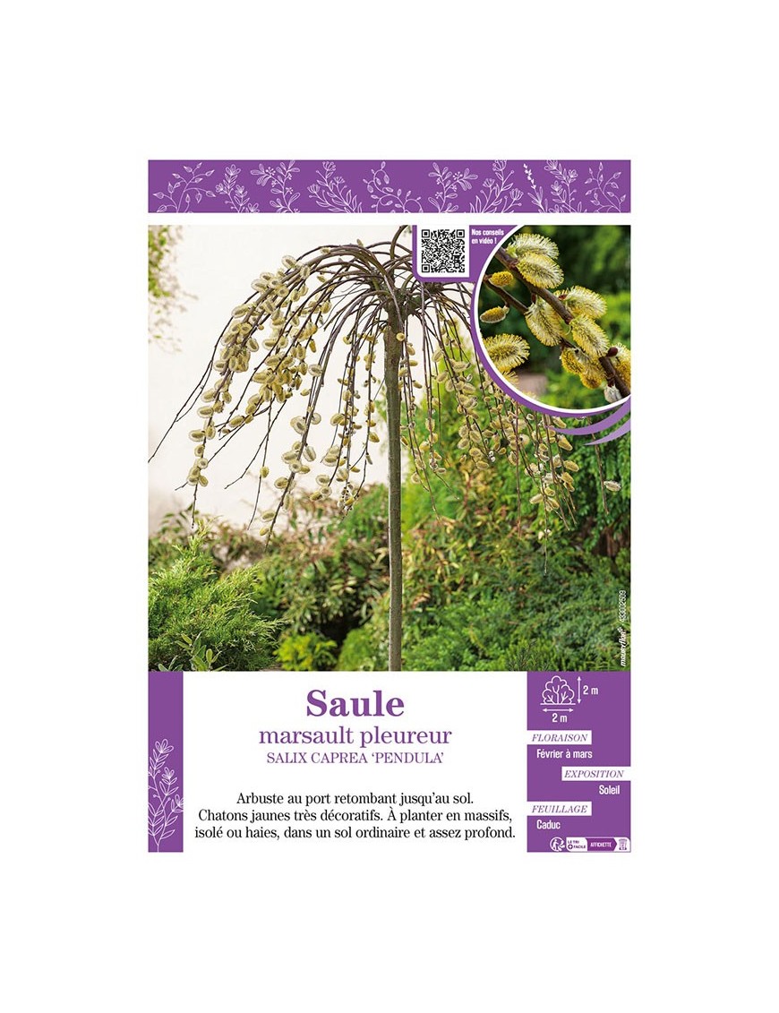 SALIX CAPREA PENDULA (À CHATONS) voire Saule Marsault pleureur