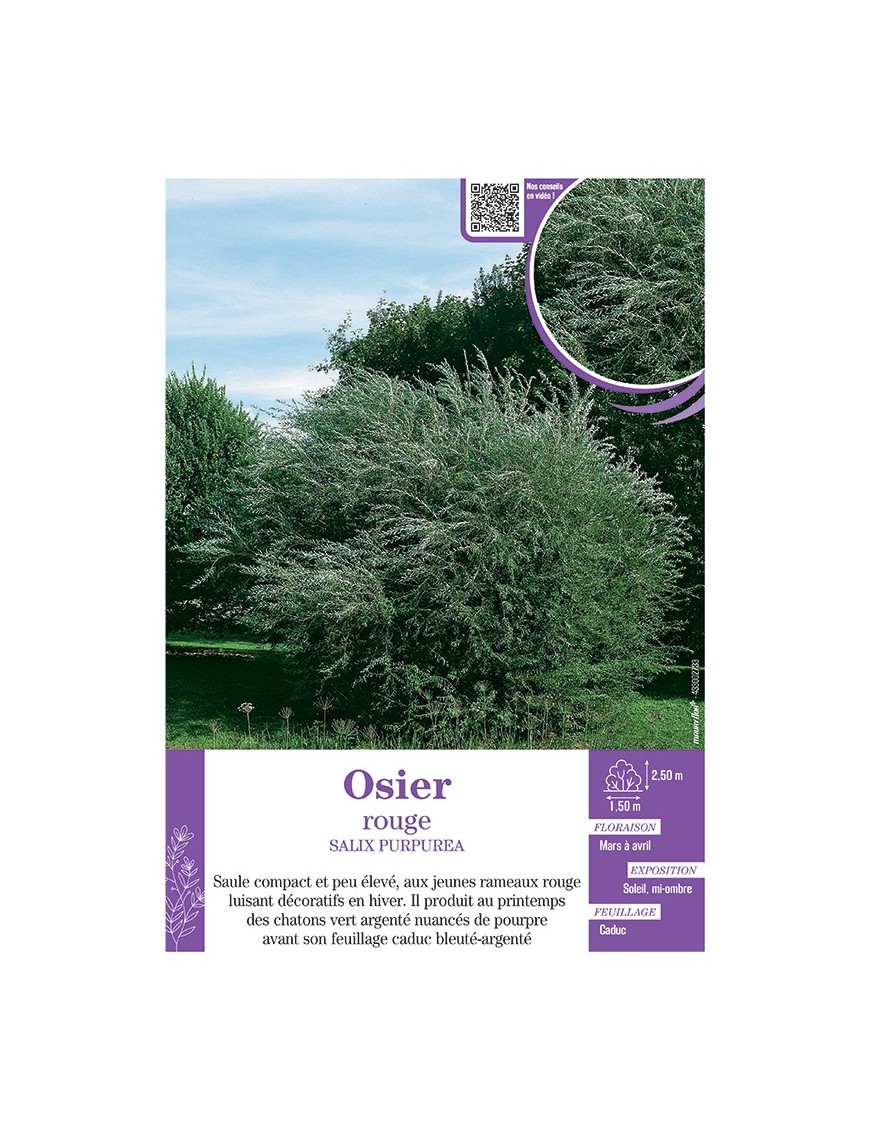 SALIX PURPUREA voir OSIER (rouge)