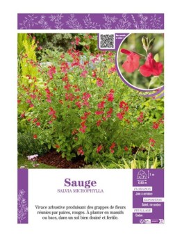 SALVIA MICROPHYLLA voir SAUGE (rouge)