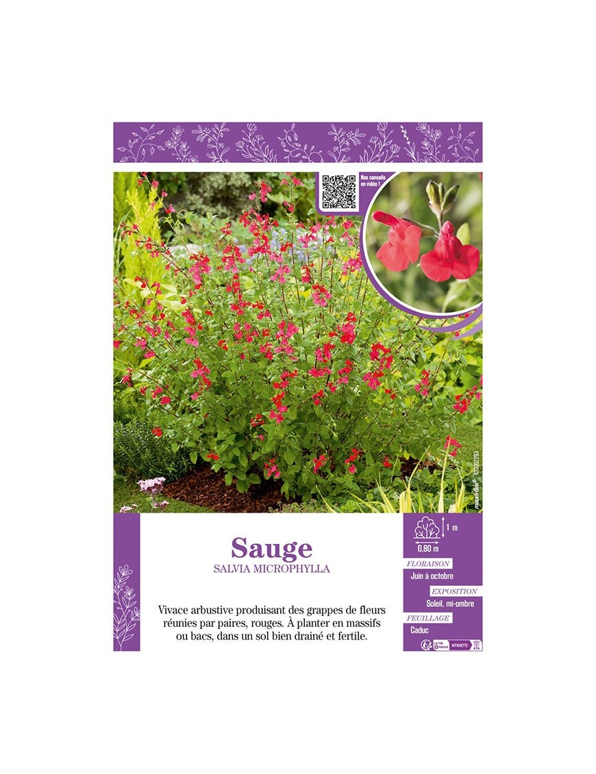 SALVIA MICROPHYLLA voir SAUGE (rouge)
