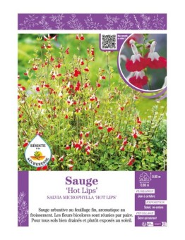 SALVIA MICROPHYLLA HOT LIPS voir SAUGE