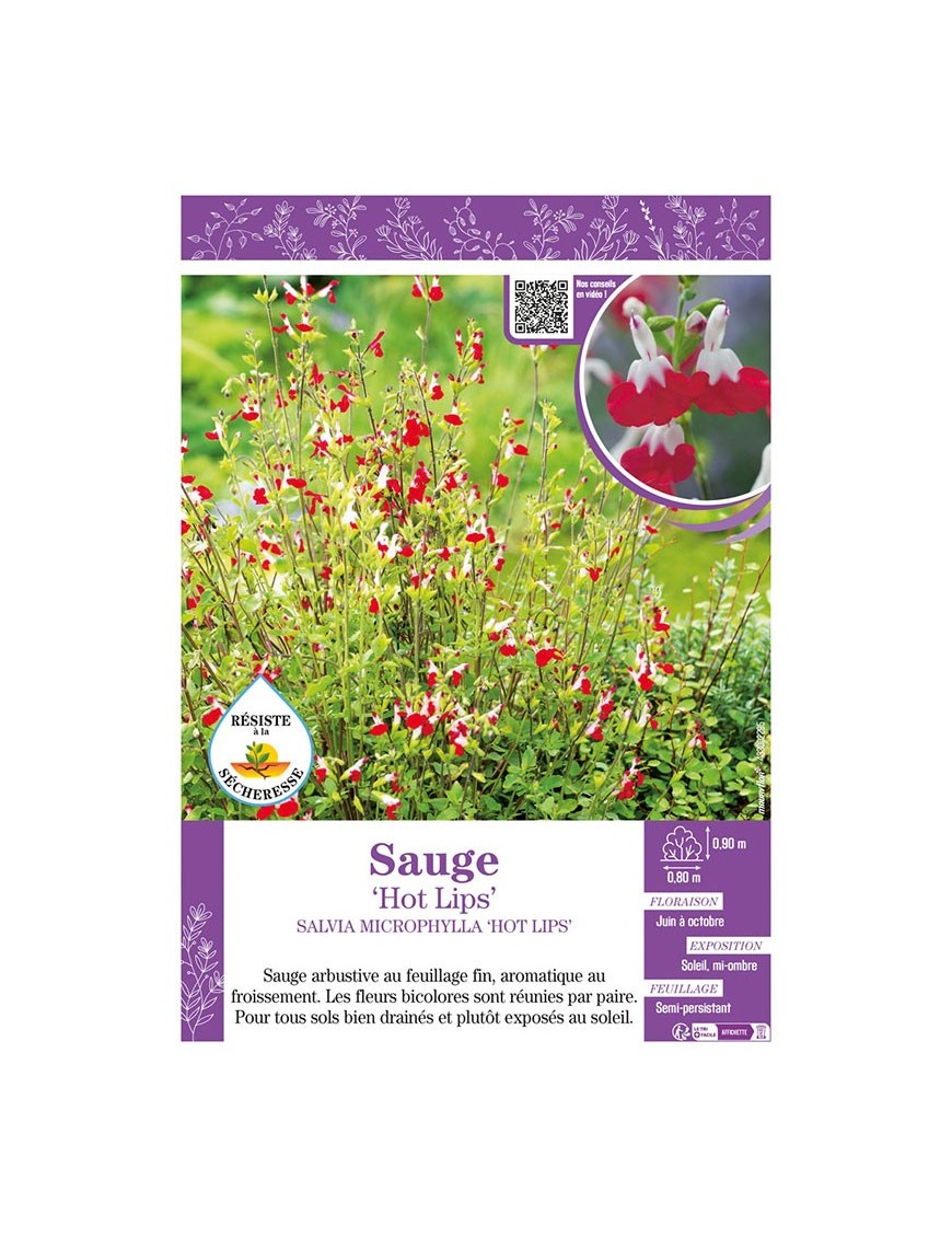 SALVIA MICROPHYLLA HOT LIPS voir SAUGE