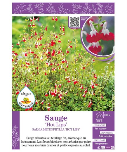 SALVIA MICROPHYLLA HOT LIPS voir SAUGE