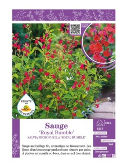 SALVIA MICROPHYLLA ROYAL BUMBLE voir SAUGE