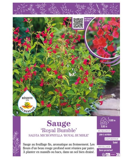 SALVIA MICROPHYLLA ROYAL BUMBLE voir SAUGE