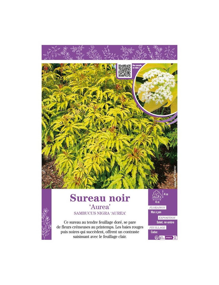 SAMBUCUS NIGRA AUREA voir SUREAU NOIR