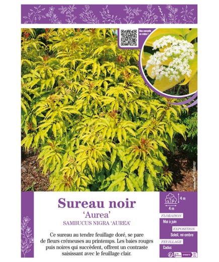 SAMBUCUS NIGRA AUREA voir SUREAU NOIR