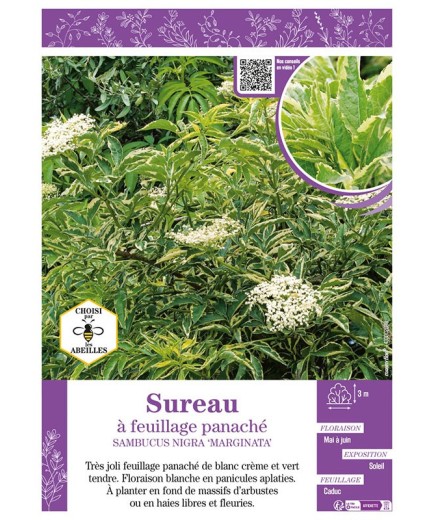 SAMBUCUS NIGRA MARGINATA voir SUREAU À FEUILLAGE PANACHÉ