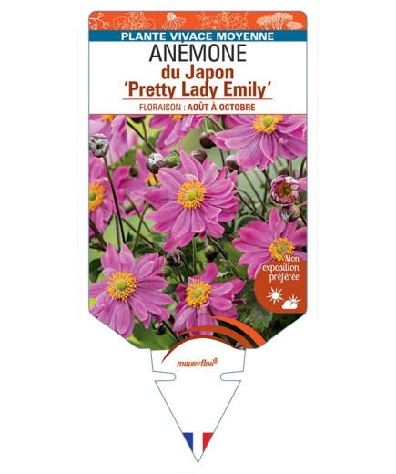 ANEMONE hupehensis Pretty Lady Emily voir Anémone du Japon