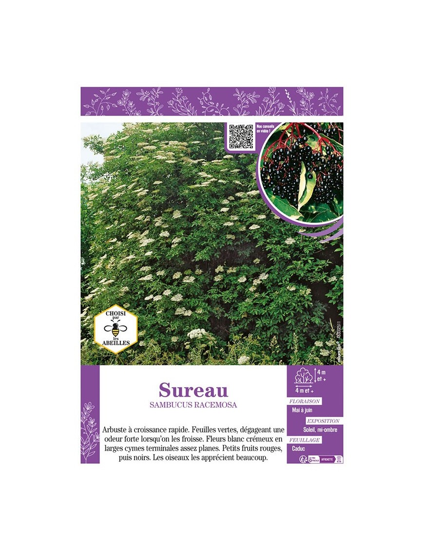 SAMBUCUS RACEMOSA voir SUREAU
