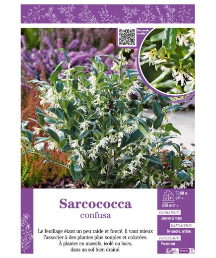 SARCOCOCCA